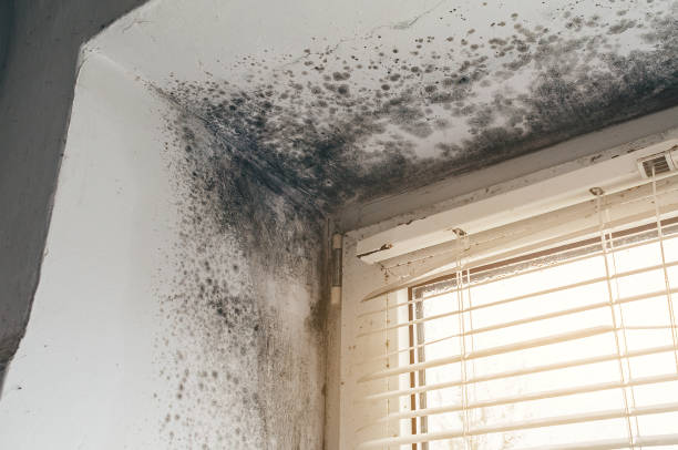 Affordable Crawl Space Mold Remediation solutions in Rockwood, MI