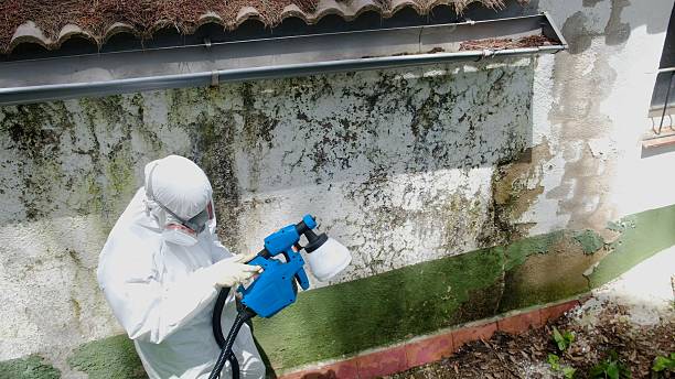 Top rated local Crawl Space Mold Remediation specialists in Rockwood, MI